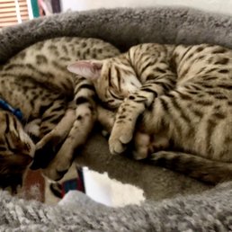 My Bengal babies My Bengal babies