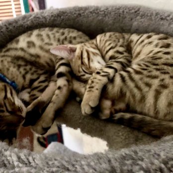 Karion Shibas & Bengal Cats - My Bengal babies - Pet Breeders Near Me Karion Shibas & Bengal Cats - My Bengal babies - Pet Breeders Near Me