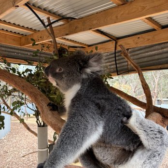 Kangaroo Island Wildlife Park - Seddon, SA