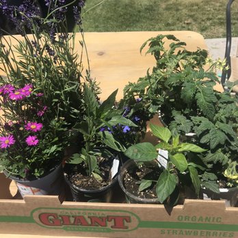 The Home Depot - Bees already checking out my lavender! - Nurseries & Gardening Near Me - Reno, Nevada The Home Depot - Bees already checking out my lavender! - Nurseries & Gardening Near Me - Reno, Nevada