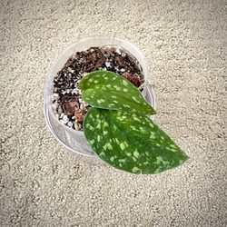 Scindapsus Pictus Tricolor