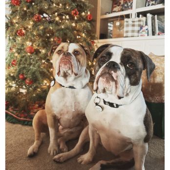 Sit Means Sit Dog - Our well-trained bully girls - Pet Training Near Me - San Juan Capistrano, California Sit Means Sit Dog - Our well-trained bully girls - Pet Training Near Me - San Juan Capistrano, California