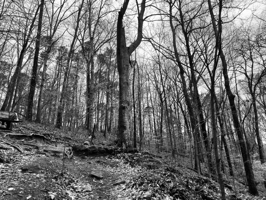 Cascade Springs Nature Preserve by null