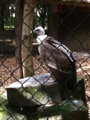 Wildpark Edersee by null