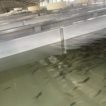 San Joaquin Fish Hatchery - Aquariums Near Me - Friant, California San Joaquin Fish Hatchery - Aquariums Near Me - Friant, California