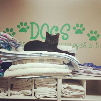 Park Your Paws - Boarding, Grooming, Day Camp - Dash caught off guard - Pet Groomers Near Me - Johnson City, Tennessee Park Your Paws - Boarding, Grooming, Day Camp - Dash caught off guard - Pet Groomers Near Me - Johnson City, Tennessee