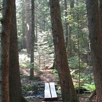 Wilson's Cove Trail - light filtering through the tall trees - Hiking Near Me - Harpswell, Maine Wilson's Cove Trail - light filtering through the tall trees - Hiking Near Me - Harpswell, Maine