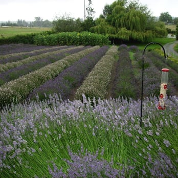 Purple Haze Lavender Farm - Flowers & Gifts Near Me - Sequim, Washington Purple Haze Lavender Farm - Flowers & Gifts Near Me - Sequim, Washington