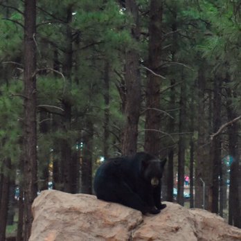 Bearizona - Zoos Near Me - Williams, Arizona
