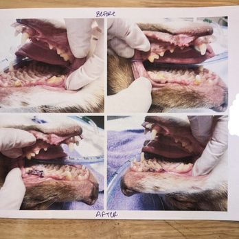 The Pet Advocate - Before and after photos - Veterinarians Near Me - Tracy, California