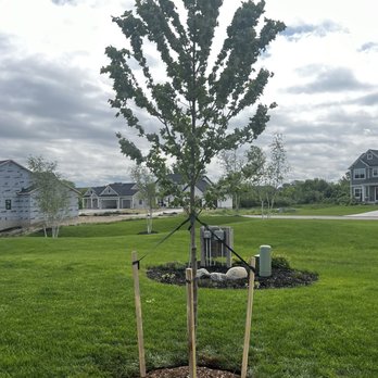 Maple Lake Tree Farm - Maple tree instal - Nurseries & Gardening Near Me - Hudsonville, Michigan Maple Lake Tree Farm - Maple tree instal - Nurseries & Gardening Near Me - Hudsonville, Michigan