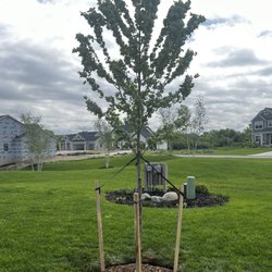 Maple Lake Tree Farm - Maple tree instal