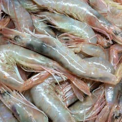 La Marea de Marcos - Gambas blancas