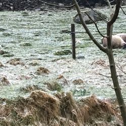 Riversdale House B&B - Sheep and a baby lamb behind the house. Charming!