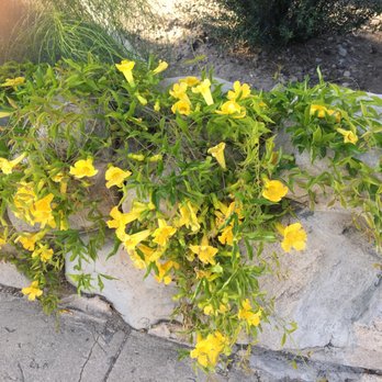 JoJo's - Thease are native wild flowers - Bars Near Me - Tucson, Arizona