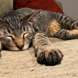 Homeward Pet Adoption Center