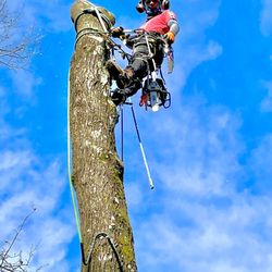 Montufars Tree service