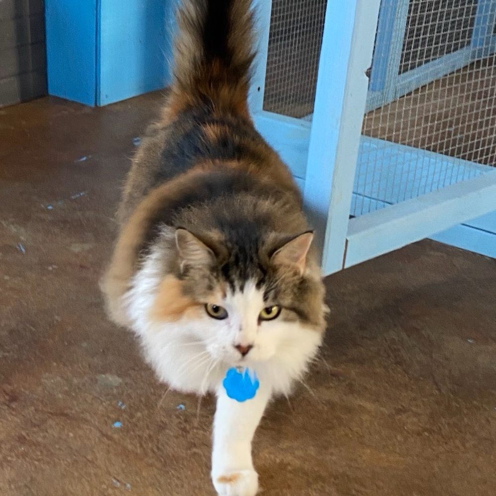 PetSmart - Pet Stores Near Me - Saltillo, Mississippi PetSmart - Pet Stores Near Me - Saltillo, Mississippi