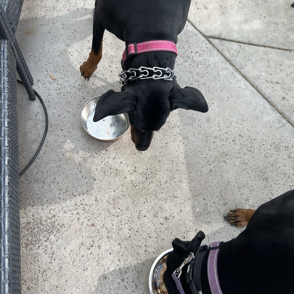 We always bring their lunch so they can join us. We always bring their lunch so they can join us.