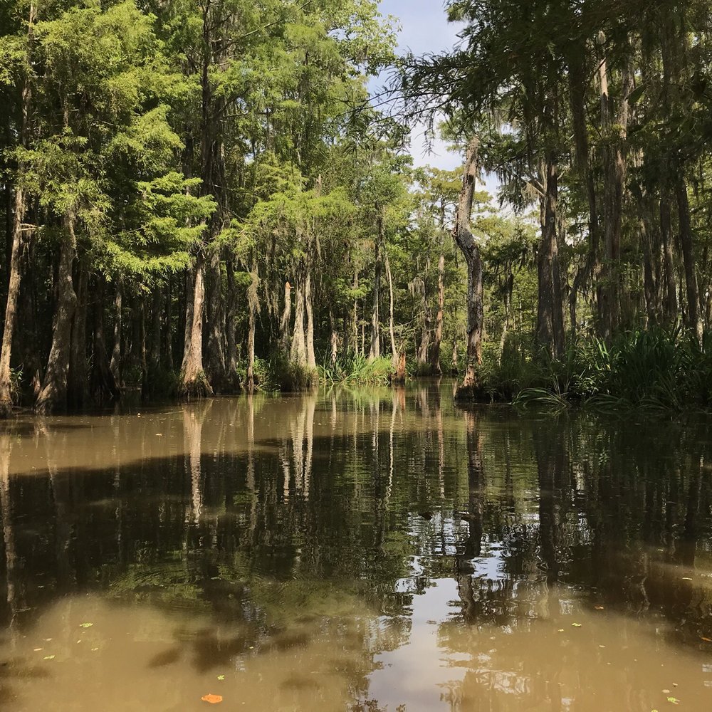 Pearl River Swamp Tours - Tours Near Me - Slidell, Louisiana Pearl River Swamp Tours - Tours Near Me - Slidell, Louisiana