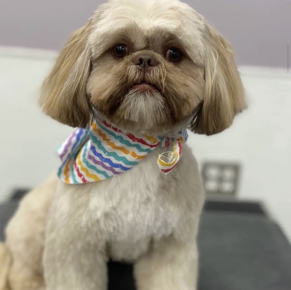 PAW HAUSE PET GROOMING Updated September 2024 8746 Grissom Rd, San