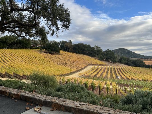 Gargiulo Vineyards by null