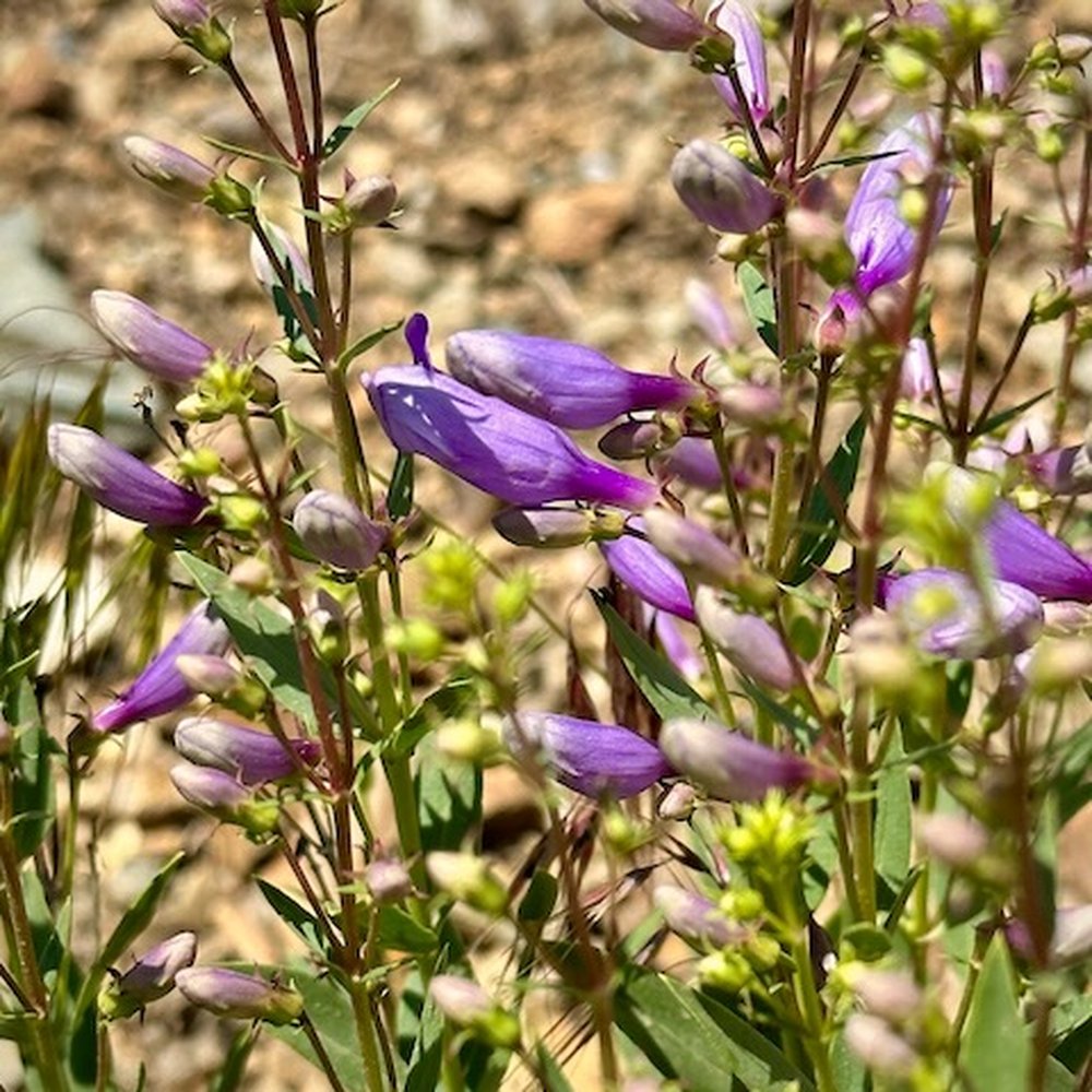 Adams Canyon Trail - Hiking Near Me - Layton, Utah Adams Canyon Trail - Hiking Near Me - Layton, Utah
