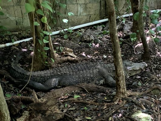 Croco Cun Zoo by null