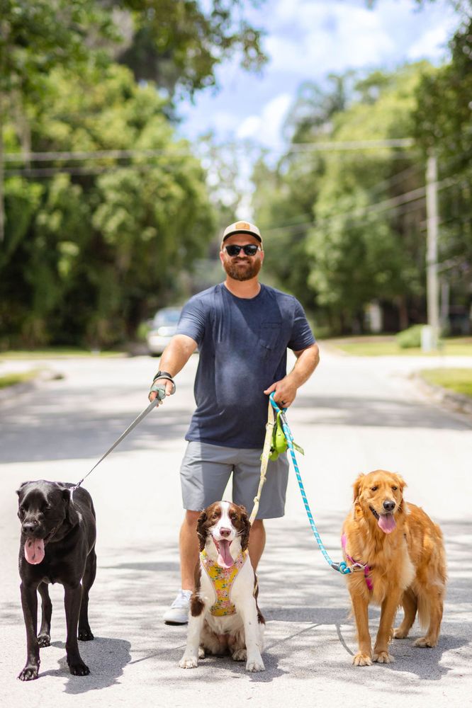 District Dog - pet boarding facility in Orlando, FL
