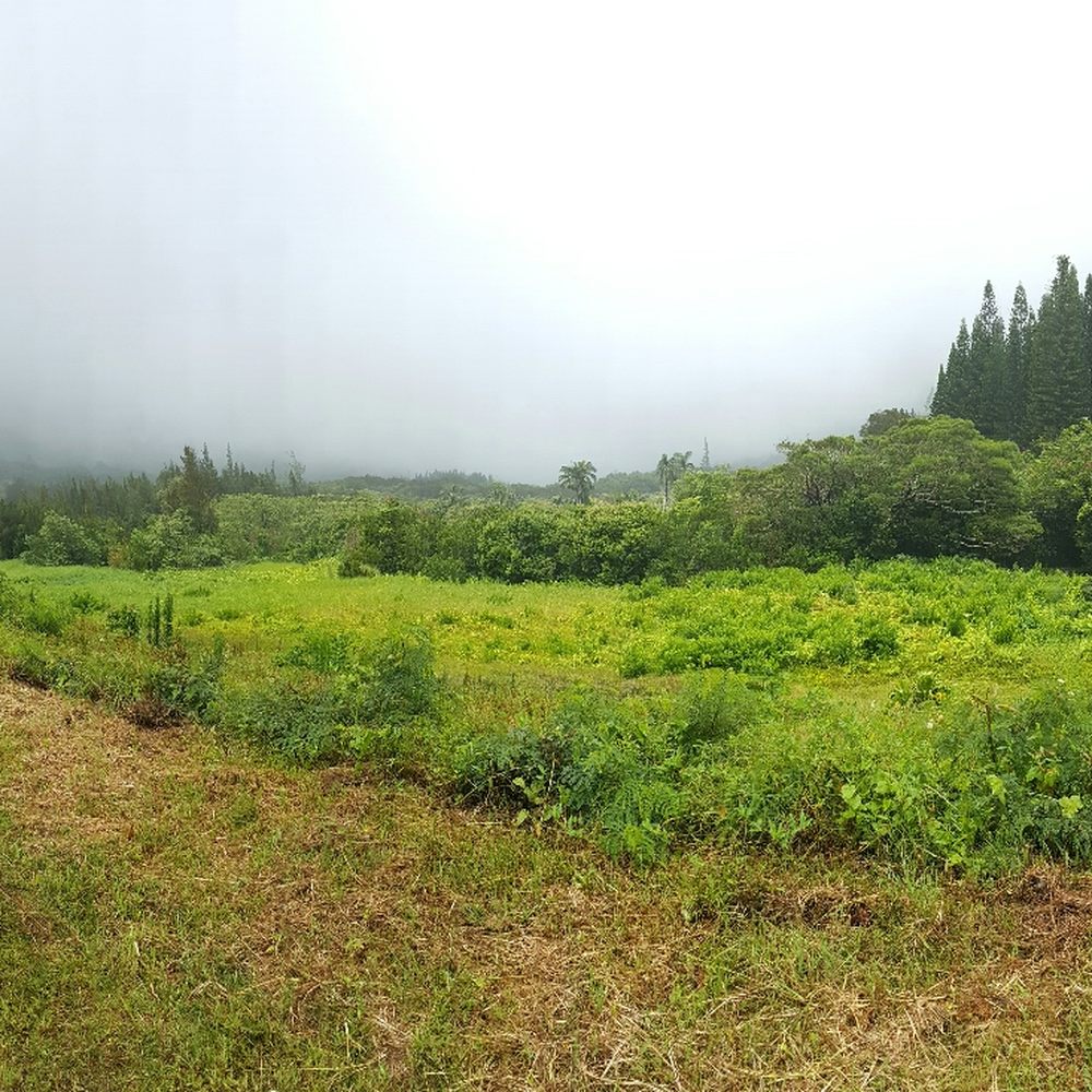 Lulumahu Falls - Views (drake voice) - Hiking Near Me - Honolulu, Hawaii Lulumahu Falls - Views (drake voice) - Hiking Near Me - Honolulu, Hawaii