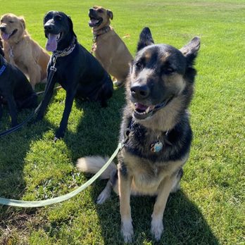 Z Animal Lover - Dog Walkers Near Me - Concord, California Z Animal Lover - Dog Walkers Near Me - Concord, California