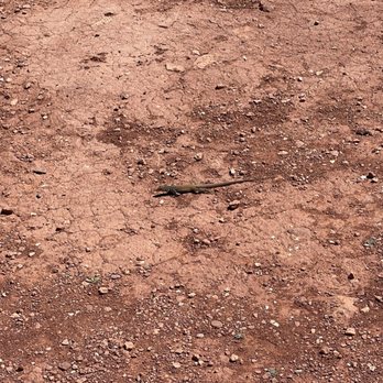 Canyonlands National Park - Little lizard friend - Parks Near Me - Moab, Utah
