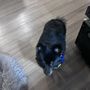 Photo of T-Bones Pet Care