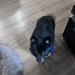 T-Bones Pet Care - Sparrow