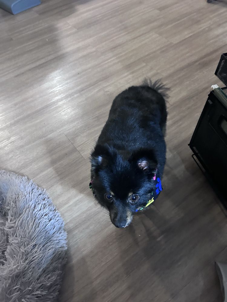 T-Bones Pet Care - pet boarding facility in Jacksonville, FL