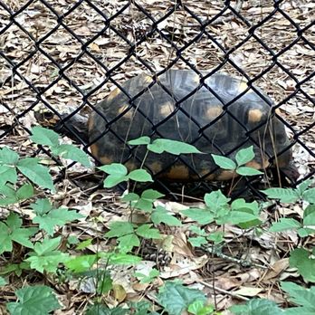 Santa Fe College Teaching Zoo - Zoos Near Me - Gainesville, Florida