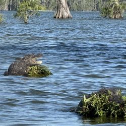 Cajun Country Swamp Tours