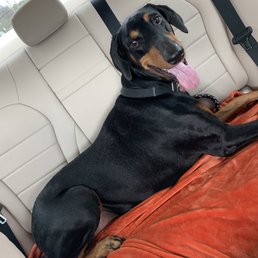 Nivia after her nail trim!
