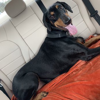 Splendor Paws - Nivia after her nail trim! - Pet Groomers Near Me - Plantation, Florida