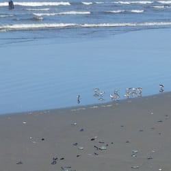 Griffiths-Priday Ocean State Park - Sand pipers!! :-)