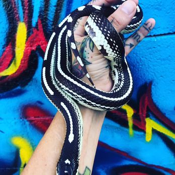 The Wise Frog - Exotic Reptile - Reptile Shops Near Me - Tulare , California