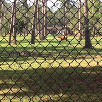 White Oak - Animal Shelters Near Me - Yulee, Florida White Oak - Animal Shelters Near Me - Yulee, Florida