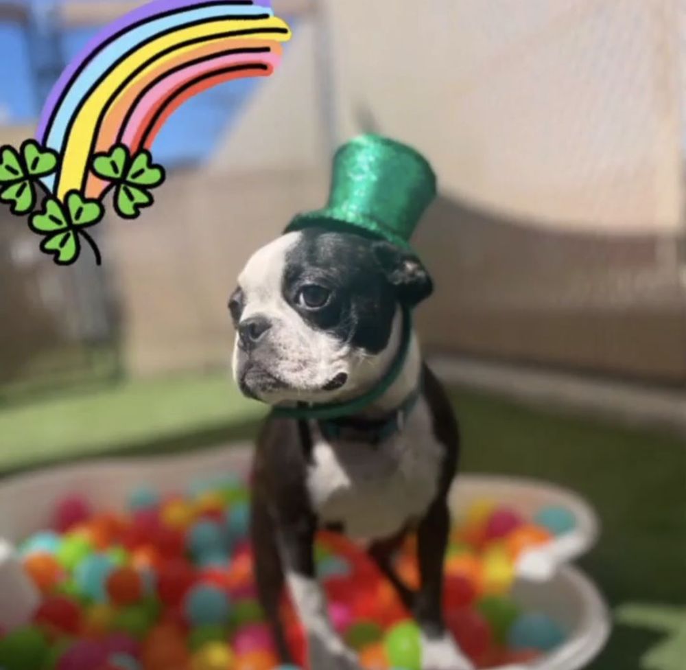 CAMP BOW WOW Updated October 2024 162 Photos & 120 Reviews 1677 N Marshall Ave, El Cajon