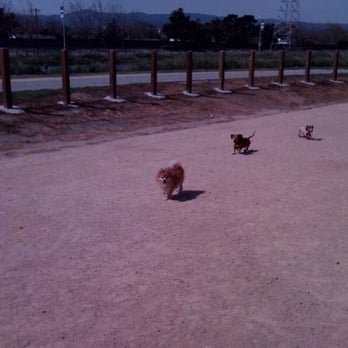 Seal Point Dog Park - Tater Tot met some cute dachshunds to play with! - Dog Parks Near Me - San Mateo, California Seal Point Dog Park - Tater Tot met some cute dachshunds to play with! - Dog Parks Near Me - San Mateo, California