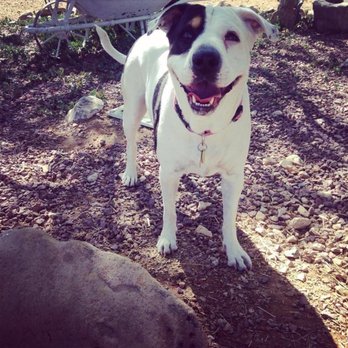 Rockin' Z Doggie Ranch - Pet Sitting Near Me - Vail, Arizona Rockin' Z Doggie Ranch - Pet Sitting Near Me - Vail, Arizona