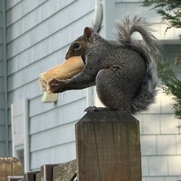 I did not have a rat photo that I was able to capture.... I did not have a rat photo that I was able to capture....