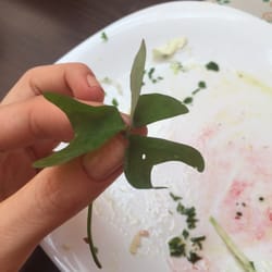 Raízes Zen - Achei na minha salada, tinha gosto de fruta!