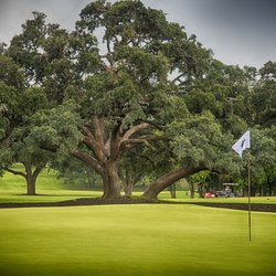 Oak Hills Country Club - This is one of many cascading Live Oak Trees at OHCC.