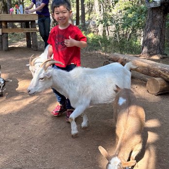 Goat Walks - Momma goats with guest. - Petting Zoos Near Me