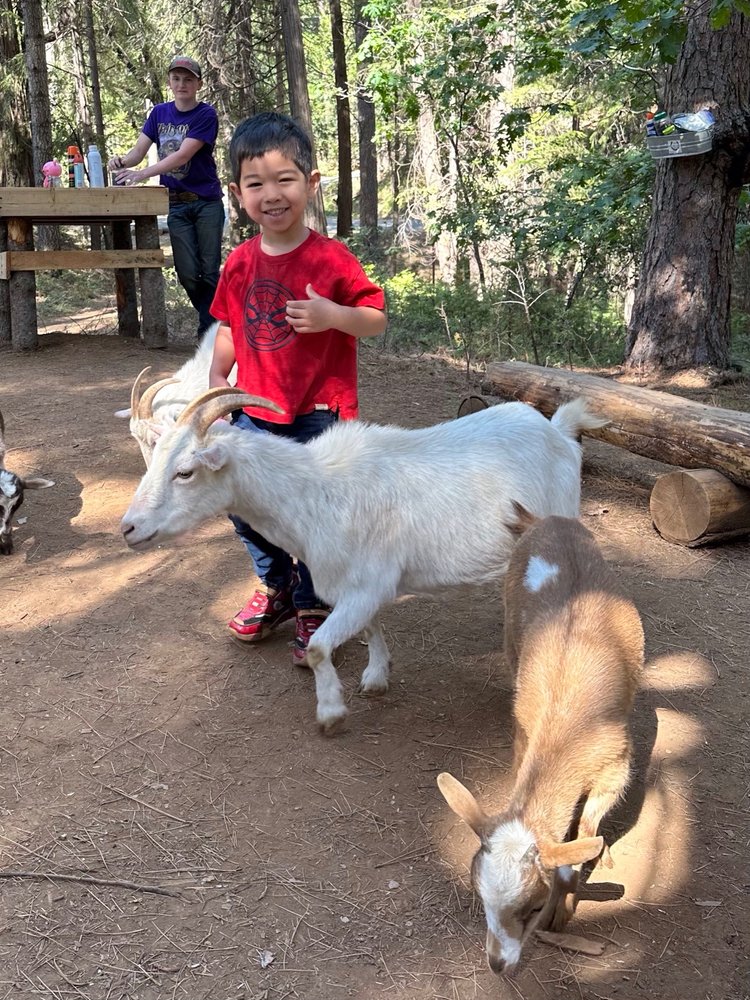 GOAT WALKS Updated July 2024 Gold Run, California Petting Zoos Yelp